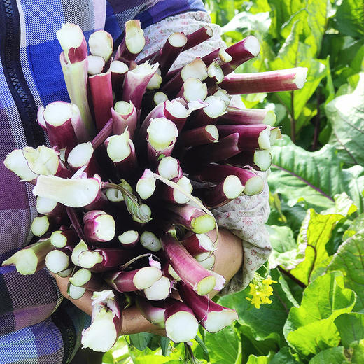 『新鲜洪山菜薹』脆爽清甜，紫红水嫩，农家肥种植，现摘现发 商品图0