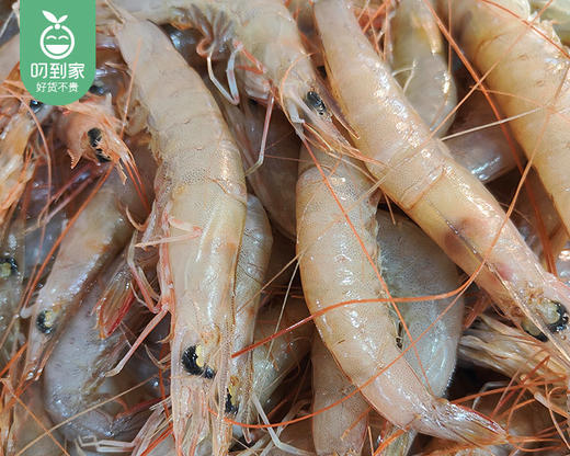 漳州新鲜活冰沙虾（400g±30g/份 10-15条） 商品图3