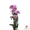 市场小菊-深粉太阳 商品缩略图1