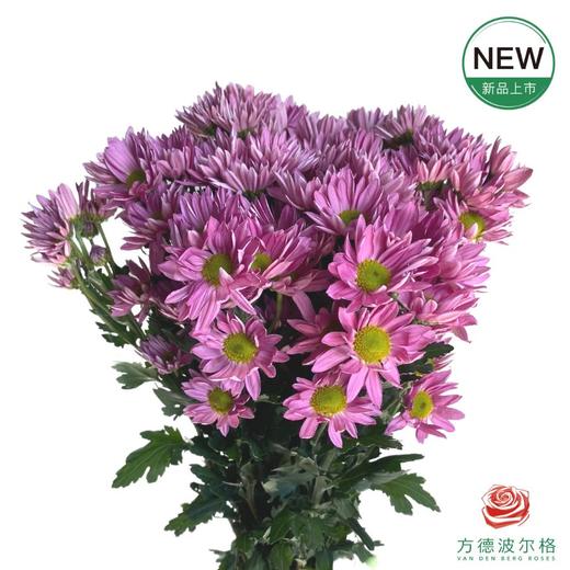 市场小菊-薰衣草 10枝一扎 商品图0