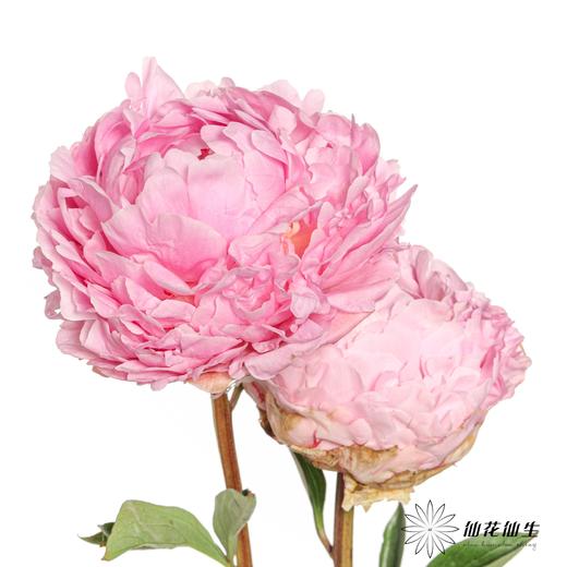 新西兰芍药 | 枕边语pillow talk 商品图3