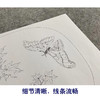 【大彩图】佚名工笔画白描底稿宋画小品《青枫巨蝶图》临摹勾线花鸟线稿GH19 商品缩略图4