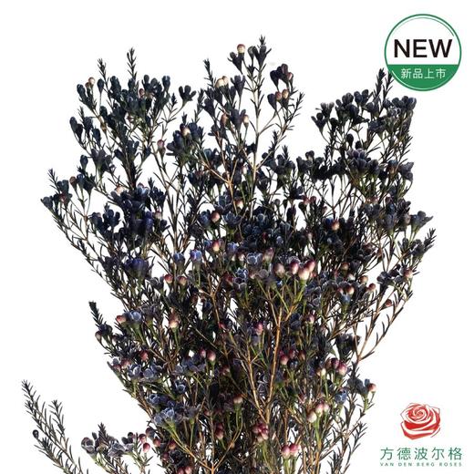 平头腊梅-黑色 商品图0