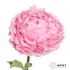 新西兰芍药 | 枕边语pillow talk 商品缩略图2