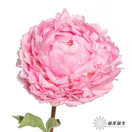 新西兰芍药 | 枕边语pillow talk 商品图2