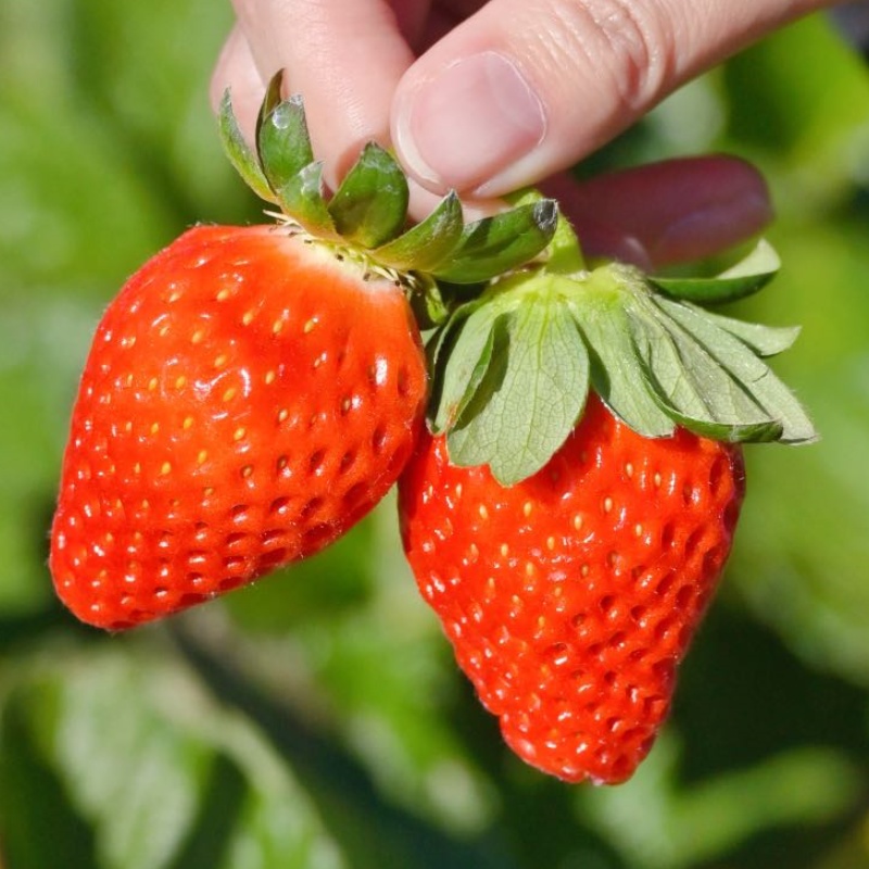 顺丰空运【攀枝花•露天冬草莓】色泽娇艳，果肉细嫩，果汁浓郁，不打膨大剂、不催熟，不打甜蜜素， 真正成熟后采摘，还给你小时候的草莓味道！
