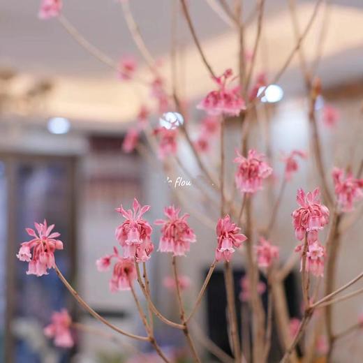 年宵金钟花鲜切花枝条一扎热卖（1-2支） 商品图2