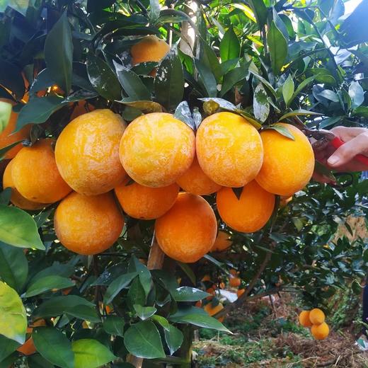 【包邮】赣南脐橙 内网火爆数年的老陈家橙子 香甜爽口爆汁 甜度13.5-16 石灰浆防虫防晒增香 商品图4