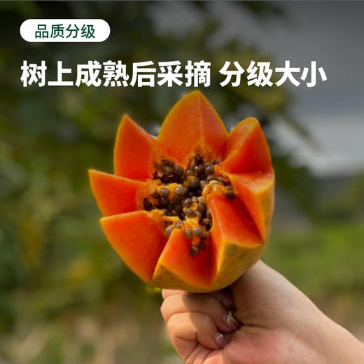 海南牛奶木瓜 自然成熟 香甜软糯 顺丰/京东随机 商品图2