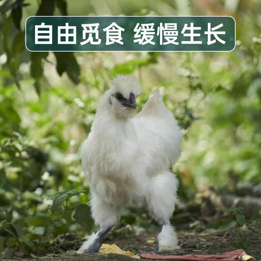 严选 | 农家散养白凤乌鸡700g*3只 已净膛处理 营养丰富 食补好食材 商品图2