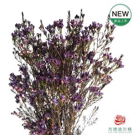 平头腊梅-葡萄紫