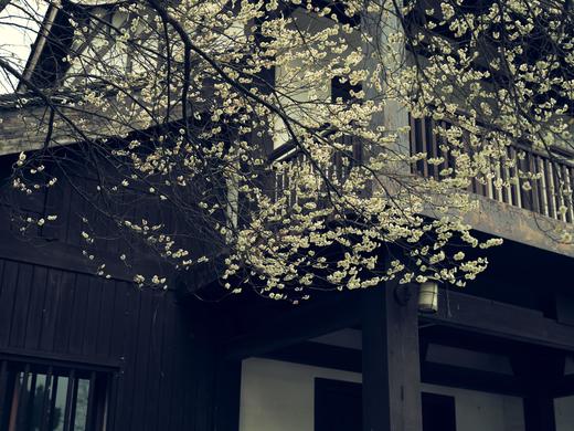 2.24确定出发【江城寻梅】春意荡漾武汉4天摄影 商品图2