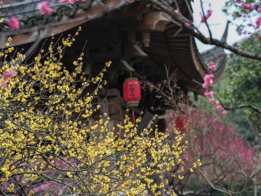 2.24确定出发【江城寻梅】春意荡漾武汉4天摄影 商品图4