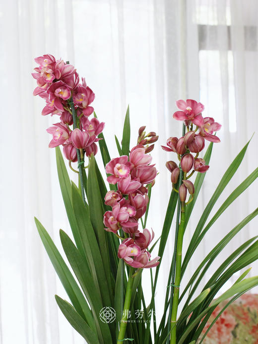 JT蕙兰绣球5 商品图1