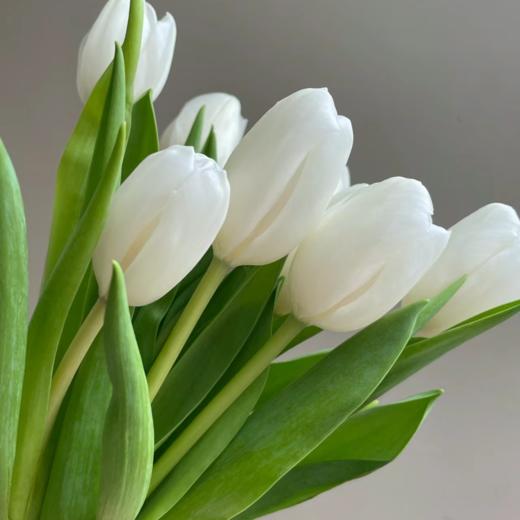 郁金香丨兰卡白丨10支 商品图2