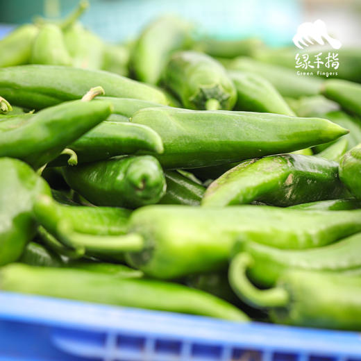生态牛角椒 | 绿家自产*Ecological Cayenne pepper | Self-production 商品图4