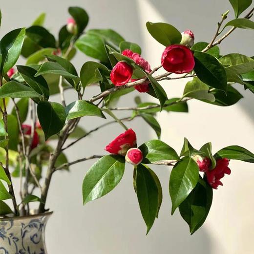 山茶花鲜切花一扎玫红色粉色 商品图2