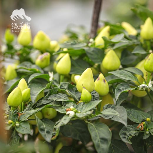 生态五彩椒 |绿家自产*Ecological colorful Pepper | Self-production | 商品图1