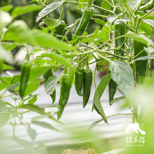 生态牛角椒 | 绿家自产*Ecological Cayenne pepper | Self-production 商品图3