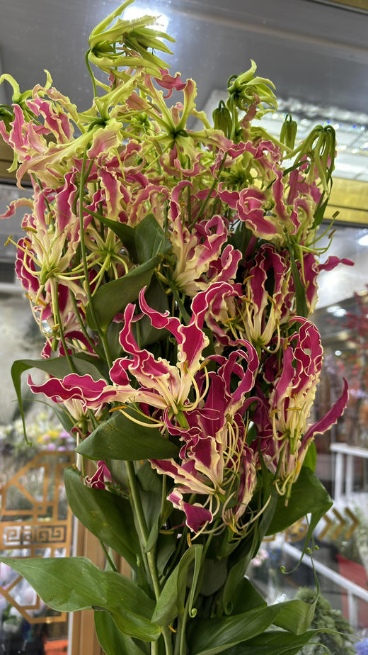 【荣光】进口嘉兰百合 红色 5枝/扎 商品图3