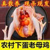 【顺丰冷链！农村下蛋老母鸡】现杀超大散养土老母鸡土鸡走地鸡柴鸡草鸡笨鸡现杀现发-觅食坊 商品缩略图0
