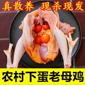 【顺丰冷链！农村下蛋老母鸡】现杀超大散养土老母鸡土鸡走地鸡柴鸡草鸡笨鸡现杀现发-觅食坊