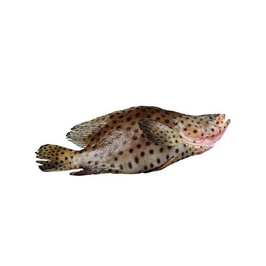 苏鼠斑鱼约1.5/条（超重补差价） 仅限群光店 /条 商品图0