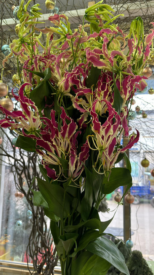 【荣光】进口嘉兰百合 红色 5枝/扎 商品图4