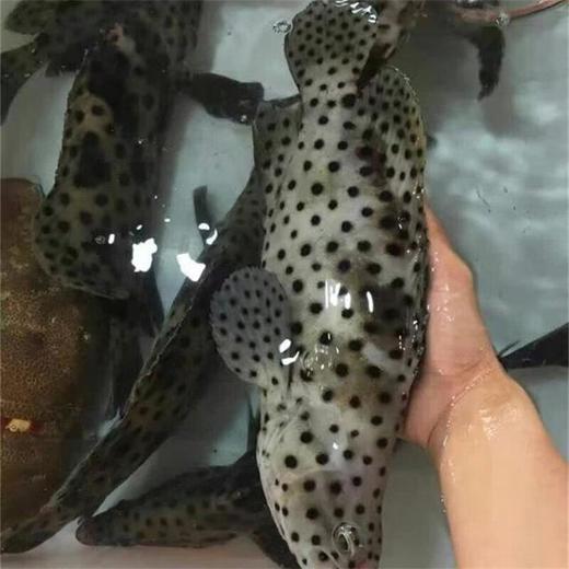 苏鼠斑鱼约1.5/条（超重补差价） 仅限群光店 /条 商品图2