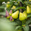 生态五彩椒 |绿家自产*Ecological colorful Pepper | Self-production | 商品缩略图4