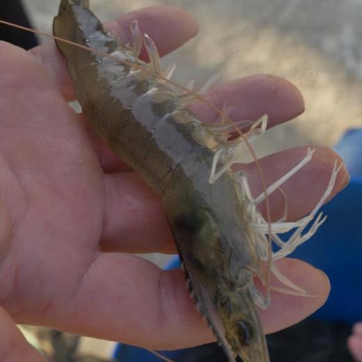 牛田洋南美虾约40尾/斤左右（中虾） /份 商品图2