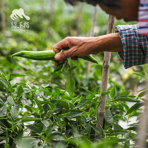 生态牛角椒 | 绿家自产*Ecological Cayenne pepper | Self-production 商品图6