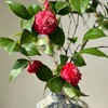 山茶花鲜切花一扎玫红色粉色 商品缩略图1