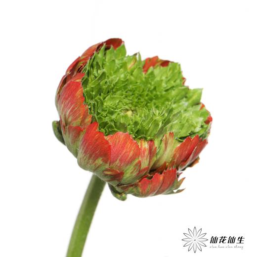 配花 | 成功洋牡丹皇冠 商品图1