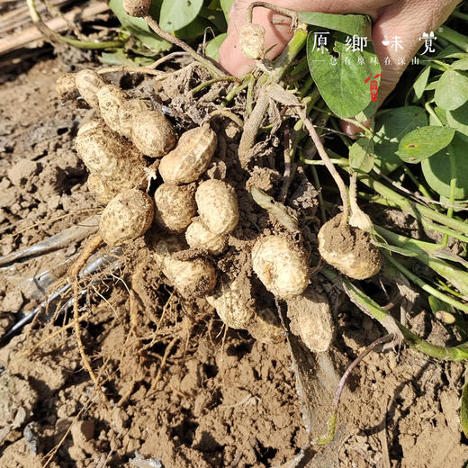 生态带壳原味炒花生（基地直发-申通包邮）| 300g/袋，2/4袋装，来自河北滦县，生产者：张振【合作生产，公平贸易】 商品图4