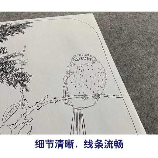 【大彩图】赵佶工笔画白描底稿宋画小品《花鸟图册》腊梅临摹勾线花鸟线稿GH30 商品图4