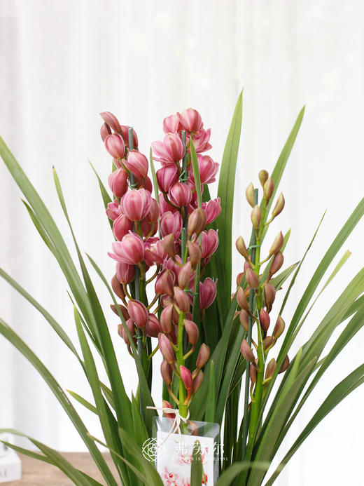 JT蕙兰绣球2 商品图1