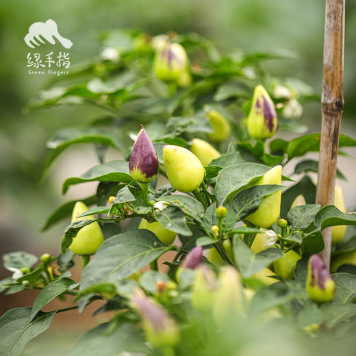 生态五彩椒 |绿家自产*Ecological colorful Pepper | Self-production | 商品图5