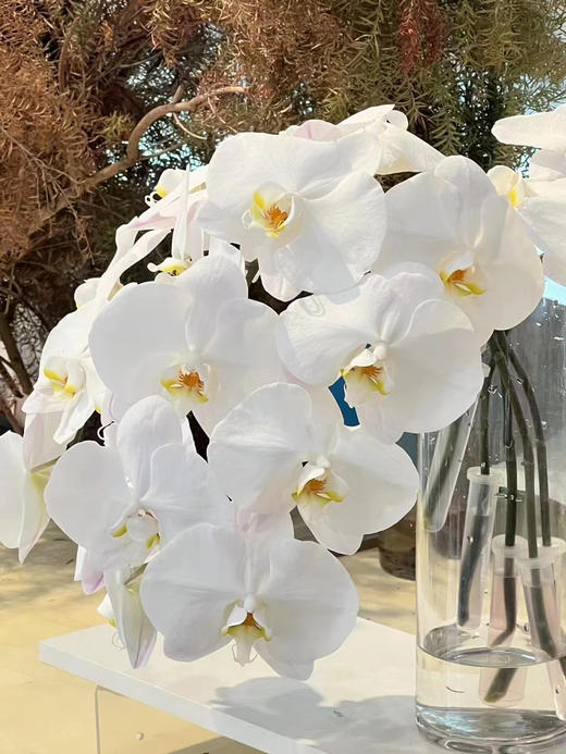 【幸福的来临】进口高质感--白蝴蝶兰  约6-7朵 商品图11