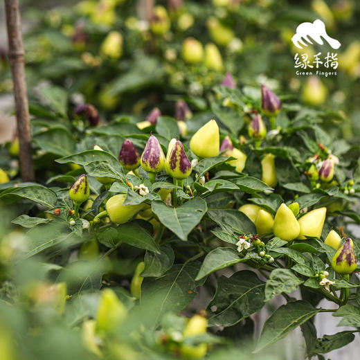 生态五彩椒 |绿家自产*Ecological colorful Pepper | Self-production | 商品图2