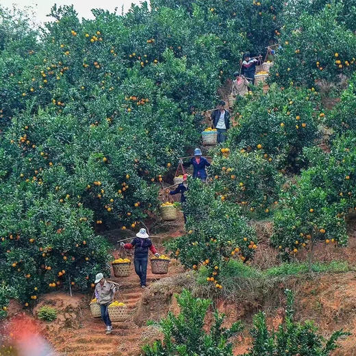 赣南脐橙【精品果】 新鲜应季水果鲜甜多汁回味无穷  10斤 商品图5