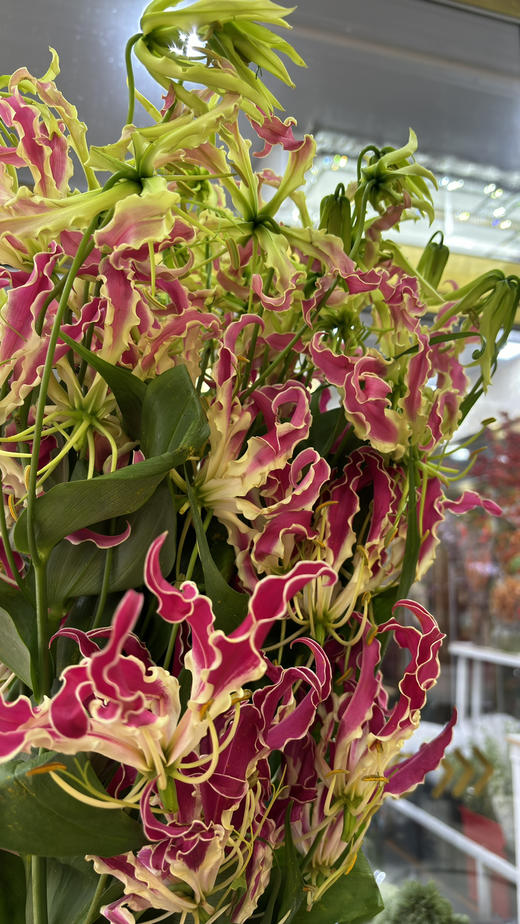 【荣光】进口嘉兰百合 红色 5枝/扎 商品图2