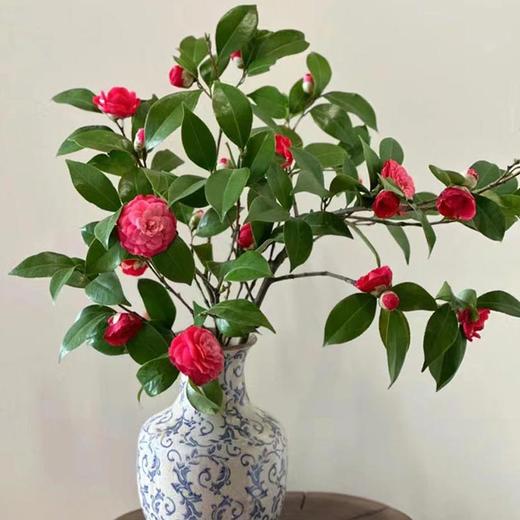 山茶花鲜切花一扎玫红色粉色 商品图0