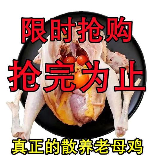 【顺丰冷链！农村下蛋老母鸡】现杀超大散养土老母鸡土鸡走地鸡柴鸡草鸡笨鸡现杀现发-觅食坊 商品图1