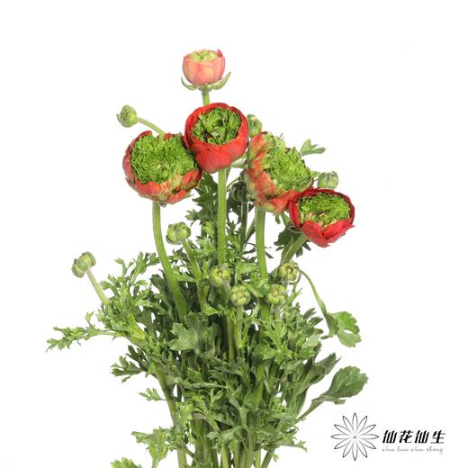 配花 | 成功洋牡丹皇冠 商品图2