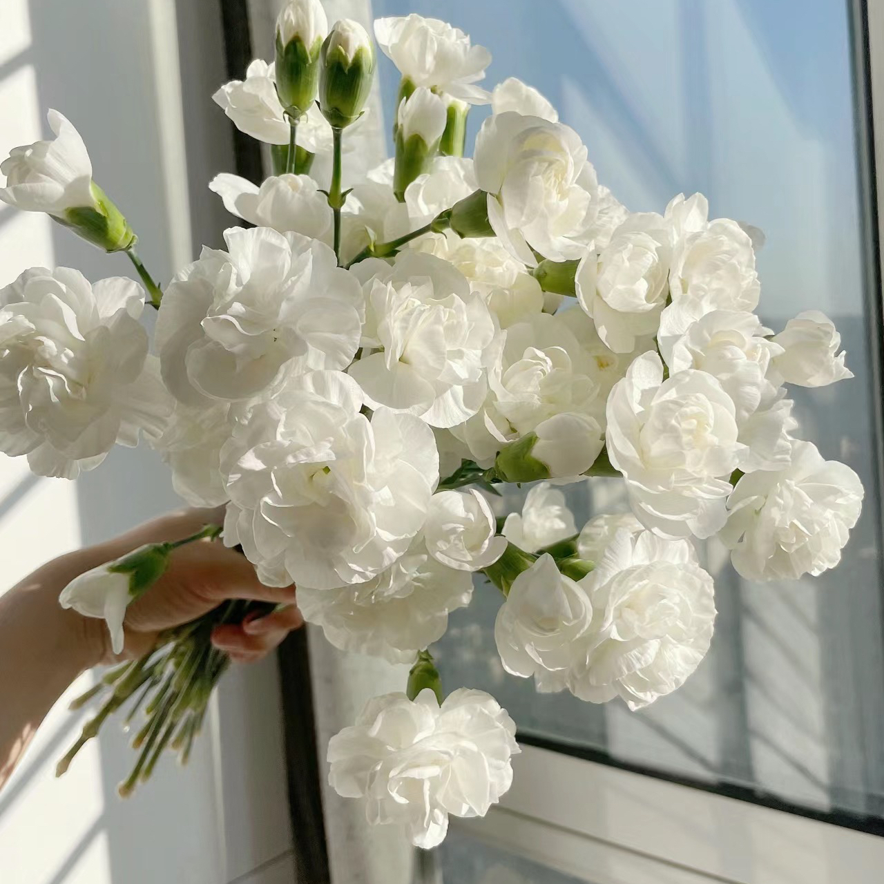 茉莉多头康乃馨丨20支