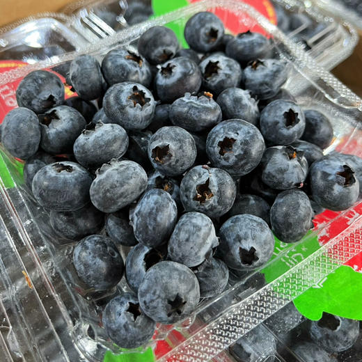 【雪山恬】云南 玉龙雪山 蓝莓15+，口感脆，味道甜，个头中，特别好吃！ 商品图3