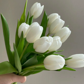 郁金香丨兰卡白丨10支