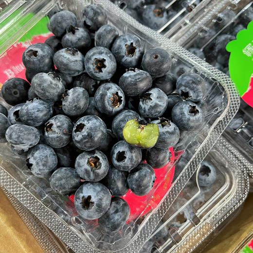 【雪山恬】云南 玉龙雪山 蓝莓15+，口感脆，味道甜，个头中，特别好吃！ 商品图0