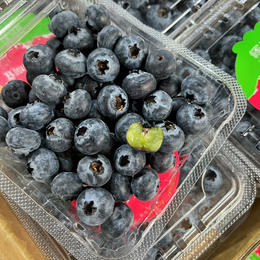 【雪山恬】云南 玉龙雪山 蓝莓15+，口感脆，味道甜，个头中，特别好吃！
